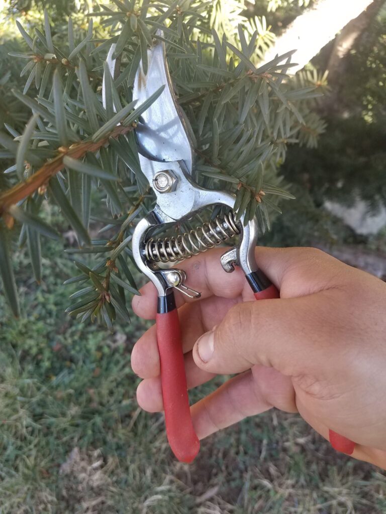 plant trimming