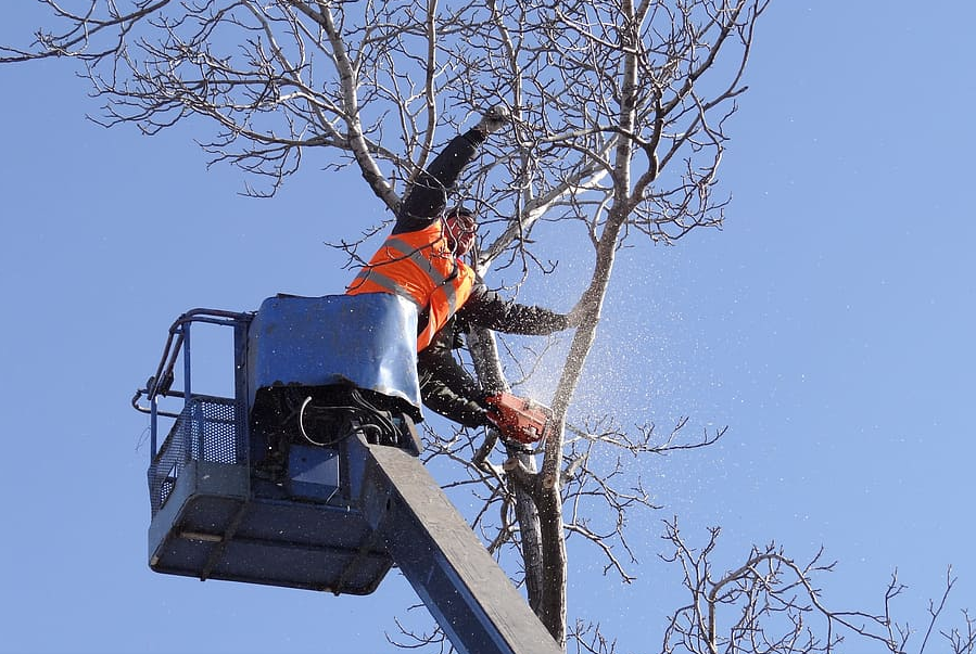 tree trimming